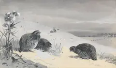 Archibald Thorburn, Patridges