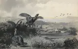 Grouse by Archibald Thorburn, watercolour en grisaille, sold May 2019