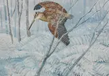 R.A. Charles Frederick Tunnicliffe, Woodcock
