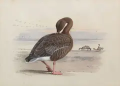 Archibald Thorburn, Pink Footed Goose, watercolour