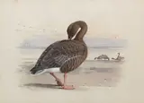 Pink Footed Goose by Archibald Thorburn, watercolour, sold May 2019