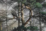 Alan M. Hunt, Buzzard