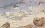 John Cyril Harrison, Ptarmigan feeding in winter