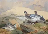 Otto Murray-Dixon, Ptarmigan on the tops changing to winter plumage, watercolour