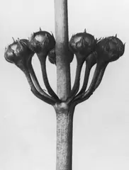 Sherrie Levine, Untitled, aus der Serie „After Karl Blossfeldt, 1990, Silbergelatineabzug, 1990