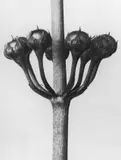 Sherrie Levine, Untitled, aus der Serie „After Karl Blossfeldt
