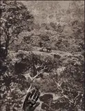 Peter Beard, Elephant Tussle, Aberdare Forest, 1972, Späterer Silbergelatineabzug