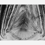 Edward Weston, Artichoke Halved