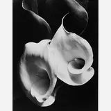 Imogen Cunningham, Two Callas