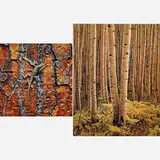 Eliot Porter, Two works of art
