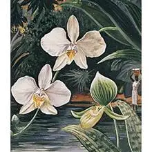 Edna Reindel, Orchids, c. 1935, watercolor on paper