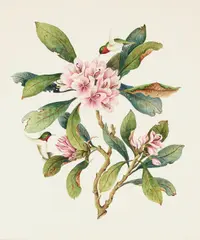 Monet, A branch of flowers with hummingbirds feeding, watercolor on paper