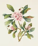 Monet, A branch of flowers with hummingbirds feeding, watercolor on paper