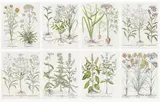 Basil Besler, Eight Plates, from Hortus Eystettensis