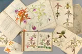 Hans Oskar Jancke, Studien über Orchideen, 1870, Manuskript, gebunden, Halbledereinband ([Text] 60 S. + 209 S. + 80(+1) S. + [farbige Zeichnungen] 76 S.) Feder, Tusche, Aquarell und Deckfarben über Bleistift / Mappe mit 46 Seiten Typoskript [A. Cogniaux: Dictionnaire Iconographique des Orchidées, B