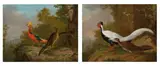 Paar Vogelbilder: Goldfasanen- und Silberfasanen-Paar by Johann Heinrich Tischbein der Jüngere, 1769, Öl auf Leinwand, sold Jun 2017