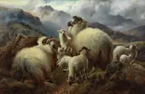 R* Watson, Sheep in Highland landscape
