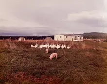 Joel Sternfeld, Troutdale