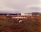 Joel Sternfeld, Troutdale