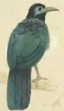 Henry Stacy Marks, Ra, Rws, Sumatran fruit eating cuckoo, watercolour with traces of pencil