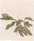 Norbert Schwontkowski, Ohne Titel