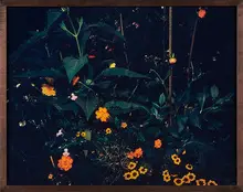 Miranda Lichtenstein, Flowerbed