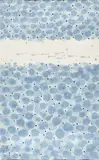 Chen Jialing, Fish