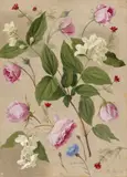 Adolf Senff, Rosen, Kornblume, Jasmin und Adonisröschen, 1826, Öl auf Papier, auf Pappe aufgezogen