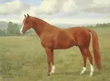 F. M. Hollams, A chestnut stallion in a field