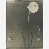 Tom Baril, Ranunculus