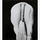 Steven Klein, Centurian 02 (White Braided Tail)