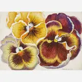 Rosa Rolanda Covarrubias, Pansies