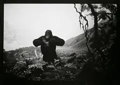 Albin Biblom, Ohne Titel (Gorilla), aus: „The Journals of Jacob Mandeville“., 2001, Silbergelatineabzug, Unikat