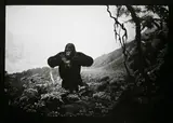 Albin Biblom, Ohne Titel (Gorilla), aus: „The Journals of Jacob Mandeville“., 2001, Silbergelatineabzug, Unikat