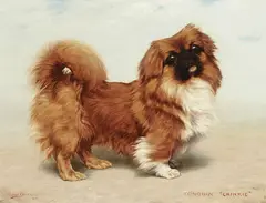Gabriel Blair, Tonquin "Chinkie", a Pekingese, oil on canvas