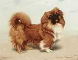 Gabriel Blair, Tonquin "Chinkie", a Pekingese, oil on canvas