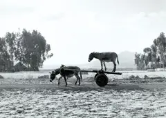 Zwei Esel by Julius von Bismarck, 2013, Inkjetprint auf Alu-Dibond aufgezogen, sold Dec 2017