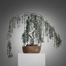Hans Sumpf Co., Scratch pot with serpentine weeping Blue Atlas cedar bonsai, c. 1970, glazed stoneware, Blue Atlas cedar, soil