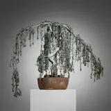Hans Sumpf Co., Scratch pot with serpentine weeping Blue Atlas cedar bonsai, c. 1970, glazed stoneware, Blue Atlas cedar, soil