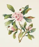 French School, Hummingbirds feeding on a floral branch, watercolor on paper