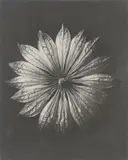 Karl Blosfeldt, Astrantia major, Große Sterndolde