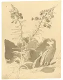 Carl Gustav Carus, Weidenröschen vor einem Felsblock