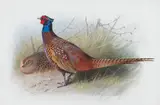 Archibald Thorburn, Cock and Hen Pheasant
