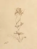 Fidus, Polka I - IV“ (4 Blatt), 1894, Jeweils Feder in Braun auf Papier