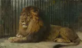 Paul Friedrich Meyerheim, Liegender Löwe. (Vor) 1909, Öl auf Leinwand