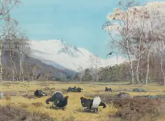 John Cyril Harrison, Blackcock displaying, watercolour