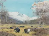 John Cyril Harrison, Blackcock displaying