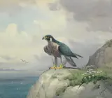 John Cyril Harrison, Peregrine Falcon