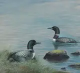 Philip Rickman, Great Northern Diver, watercolour