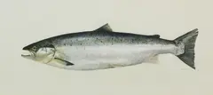 Thomas Alexander Harrison, Salmon, watercolour